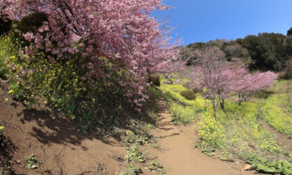 Matsuda Sakura Festival 12