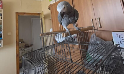 My Grey Parrot