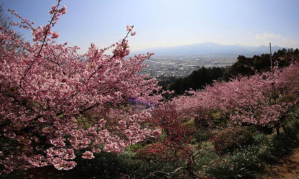 Matsuda Sakura Festival 13
