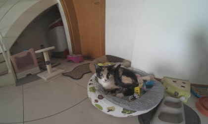 Gata Nala 2