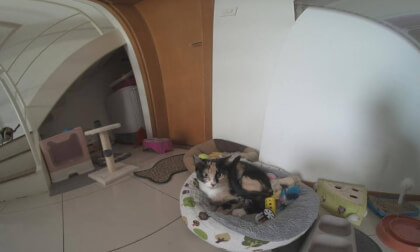 Nala 2 - prueba 3d