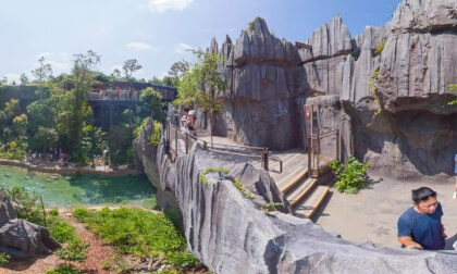 Rainforest Wild Asia