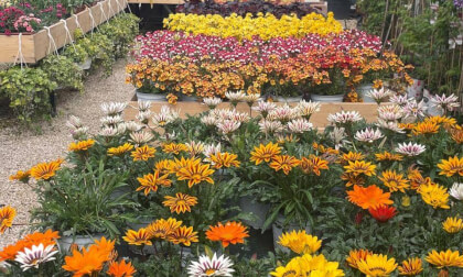 flower power