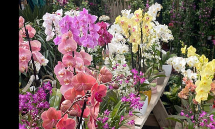 orchid