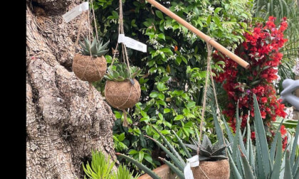 tree pot