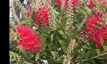 Callistemon Rince-bouteille laevis