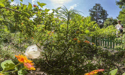 Higashiyama Park -butterfly&Flowers