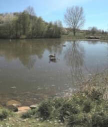 (3D 360 8K) Bird Pond at Traisa