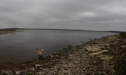 Shih Tzu Poodle Mix Playing in the Water (F01_S23)