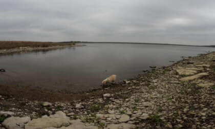Shih Tzu Poodle Mix Playing in the Water (F01_S24)