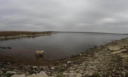 Shih Tzu Poodle Mix Playing in the Water (F01_S26)