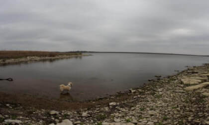 Shih Tzu Poodle Mix Playing in the Water (F01_S27)