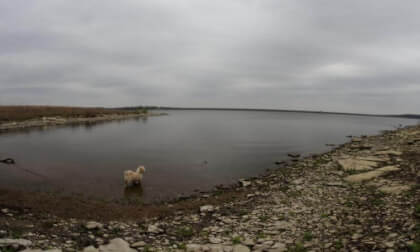 Shih Tzu Poodle Mix Playing in the Water (F01_S28)