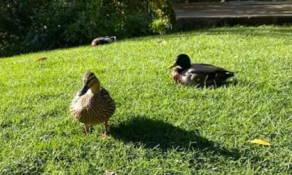 chill with ducks