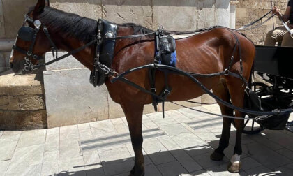 horse car