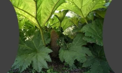 Gunnera