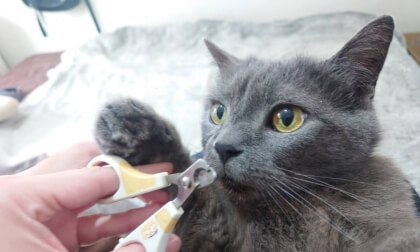 🐾 愛猫トトの爪切りタイム ✂️ 金曜日 AM06:00 に公開予定です！