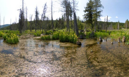 Gross looking swamp and Yellow Irises