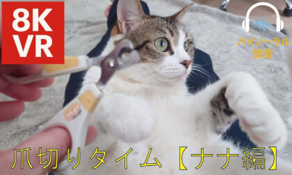 🐾【8Kバイノーラル録音 猫爪切り】ナナのちょっぴりドキドキ爪切りタイム/🐾