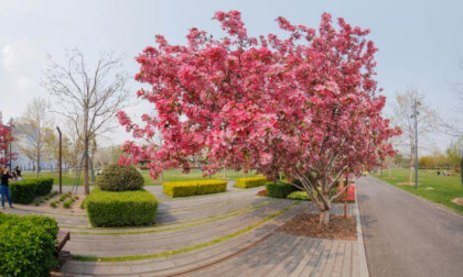 16K Shanghai Expo Culture Park's Blossoms