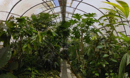 Slovakia: Bratislava - Botanical Garden of the Comenius University