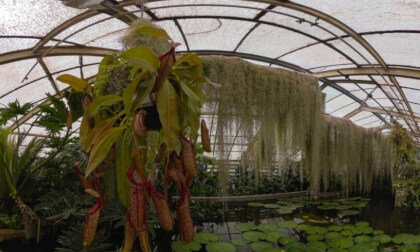 Slovakia: Bratislava - Botanical Garden of the Comenius University