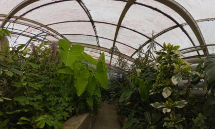 Slovakia: Bratislava - Botanical Garden of the Comenius University