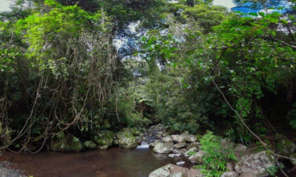 Picnic Rock, Lamington National Park