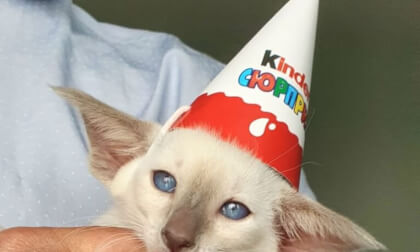 Ориентальный котенок