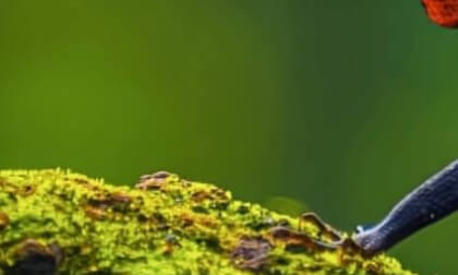 In the jungle 4k quality wild animals