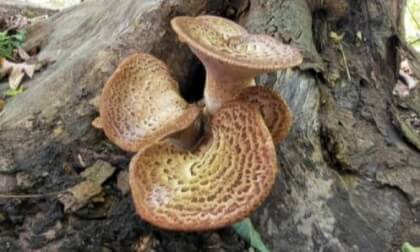 Large mushroom 1