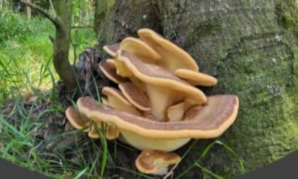 Mushroom 2