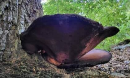 Mushroom 3