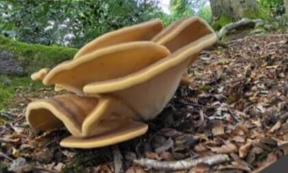 Mushroom 4