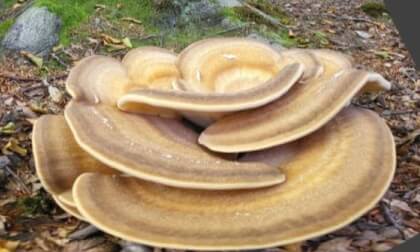 Mushroom 5