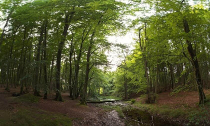 Rügen Nationalpark Jasmund Germany