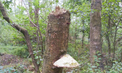 Mushroom on broken tree near city of Vaassen, The Netherlands