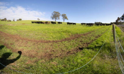Ferguson Cows