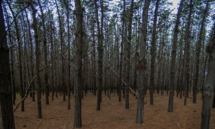 Pines