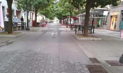 3D Gijón, gaviota en ciudad