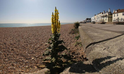 Deal - Kent