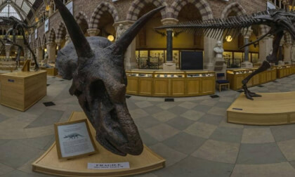 Triceratops - Oxford university museum of natural history, UK