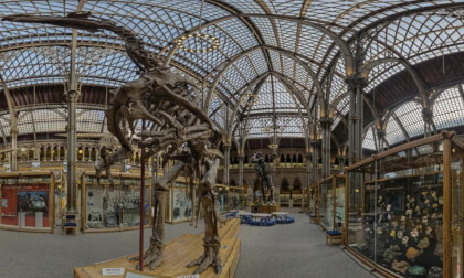 What a roof - Oxford university museum of natural history, UK