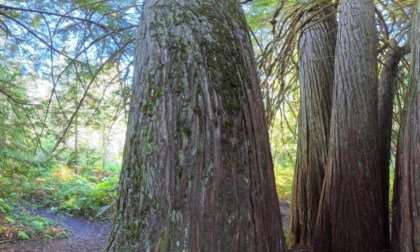 OLd Growth Cedar
