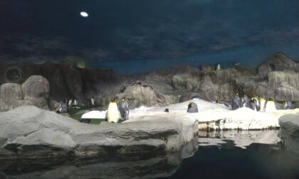 3D SPAIN Faunia Madrid pingüino Rey