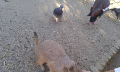 3D SPAIN Faunia Madrid perrito pradera