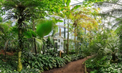 In the green house - drawing style - No AI