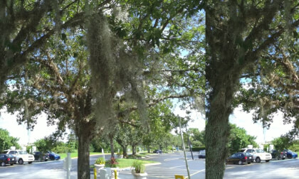 Trees with moss
