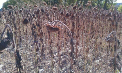 3d molina de aragón girasoles
