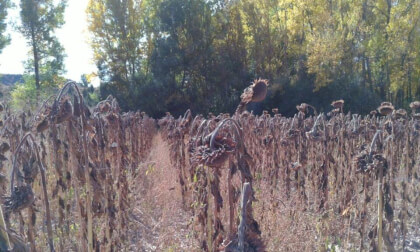 3d molina de aragón girasoles